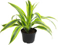 Dragon Tree Easy Plant 6 Inch Plant Pot, Real Plants for Living Room Decor, Office Plant, Low Light House Plants, House Plants Indoors Live Plants Indoor Plants Live Houseplants by