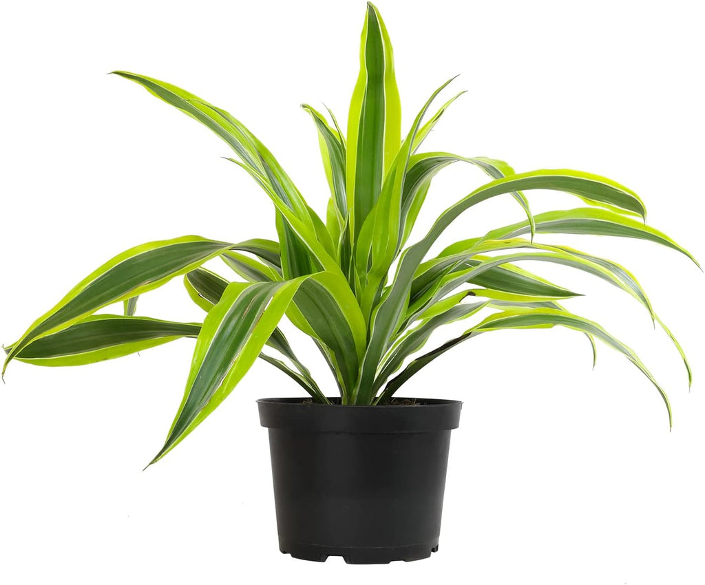 Dragon Tree Easy Plant 6 Inch Plant Pot, Real Plants for Living Room Decor, Office Plant, Low Light House Plants, House Plants Indoors Live Plants Indoor Plants Live Houseplants by