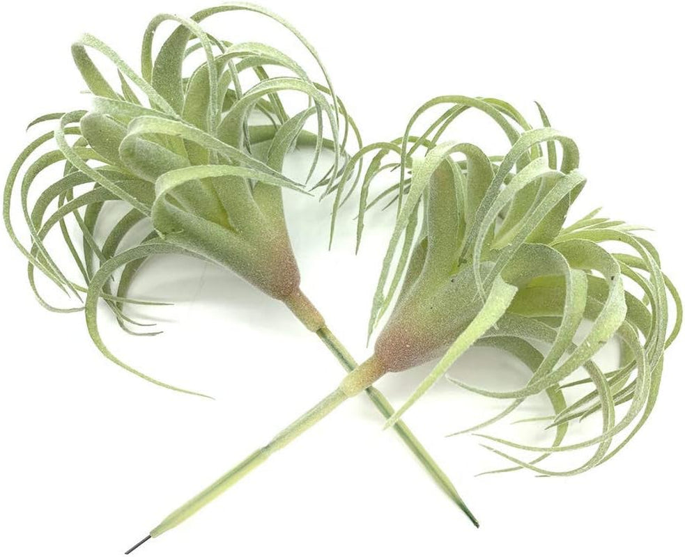 2 PCS Artificial Succulents Plants Real Touch Lifelike Succulants Plants Faux Greenery Plants Garden DIY Home Office Decoration Ornament (Flocking Air Plant)
