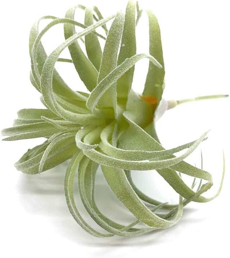 2 PCS Artificial Succulents Plants Real Touch Lifelike Succulants Plants Faux Greenery Plants Garden DIY Home Office Decoration Ornament (Flocking Air Plant)