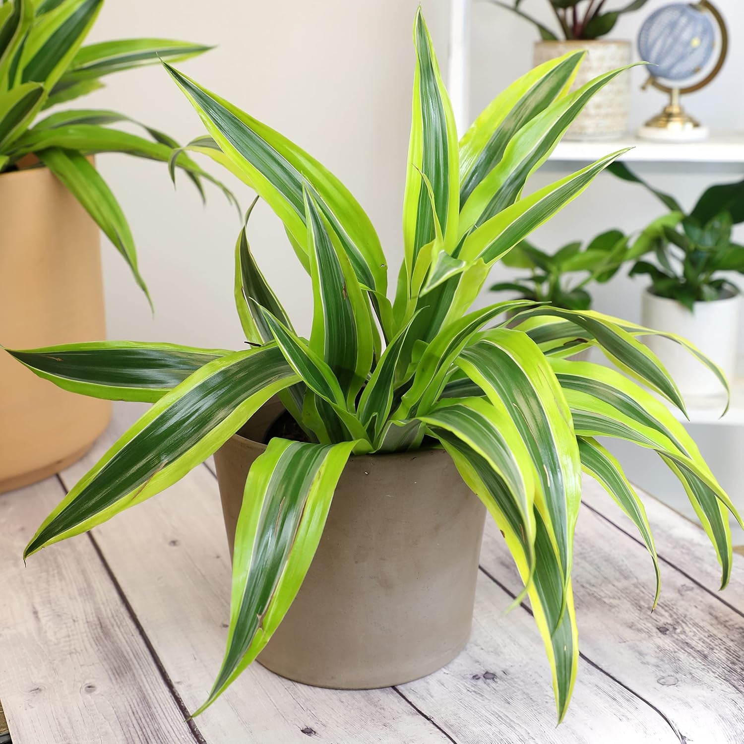 Dragon Tree Easy Plant 6 Inch Plant Pot, Real Plants for Living Room Decor, Office Plant, Low Light House Plants, House Plants Indoors Live Plants Indoor Plants Live Houseplants by