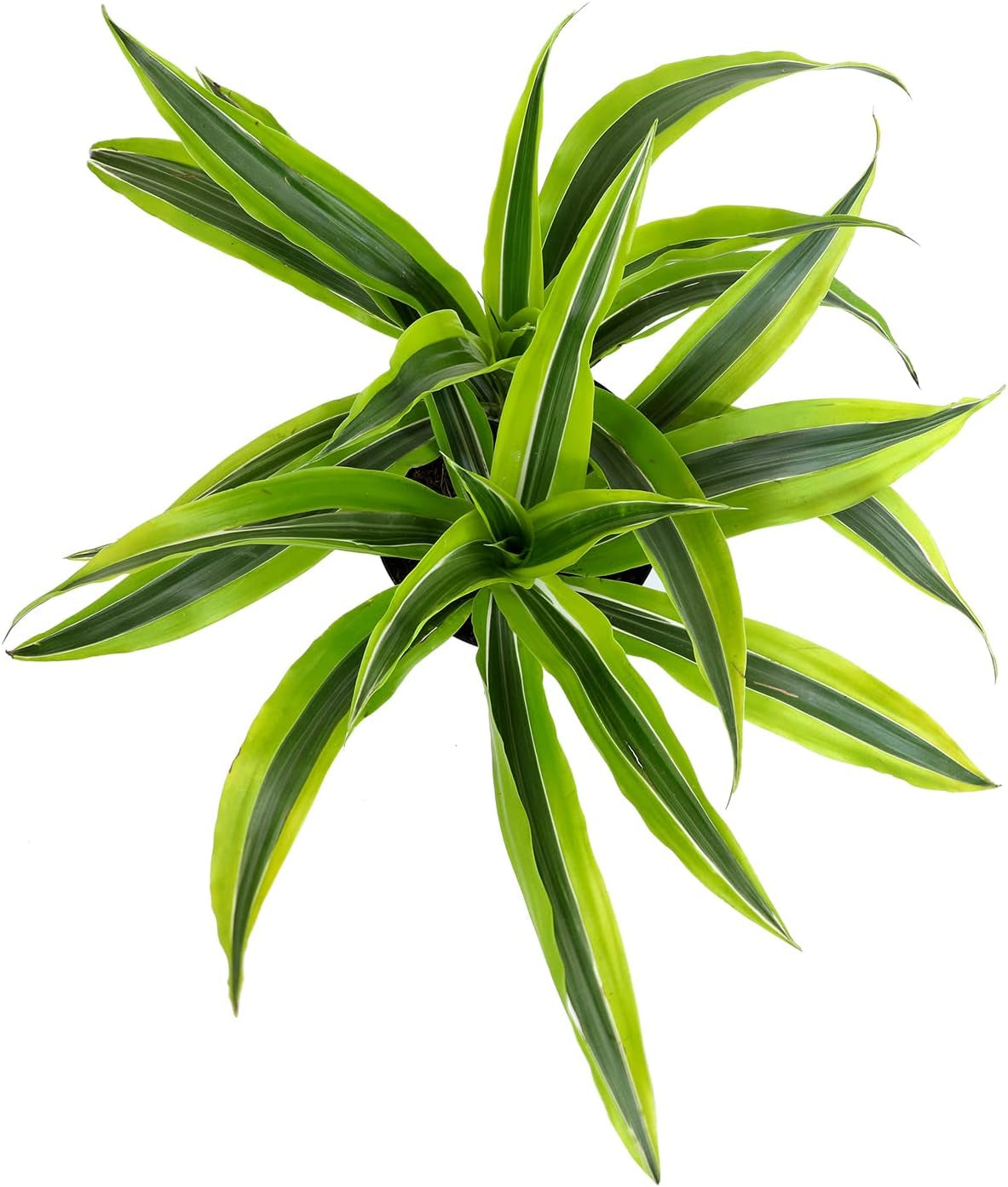 Dragon Tree Easy Plant 6 Inch Plant Pot, Real Plants for Living Room Decor, Office Plant, Low Light House Plants, House Plants Indoors Live Plants Indoor Plants Live Houseplants by